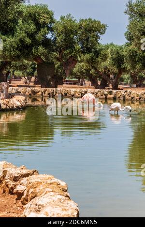 Tiere aus dem Safaripark Fasano. Apulien Stockfoto