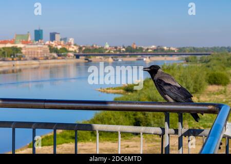 Warschau, Mazovia / Polen - 2020/05/09: Einreihiger Kapuzenvogel - lateinisch Corvus cornix - auch bekannt als Kapuzenansicht des Altstadtviertels Stare Miasto und Stockfoto