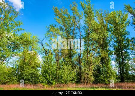 Panoramablick Feuchtgebiete Waldwiesen des Lawice Kielpinskie Naturschutzgebiet an der Weichsel in der Nähe von Lomianki Stadt nördlich von Warschau im Zentrum Mazovi Stockfoto