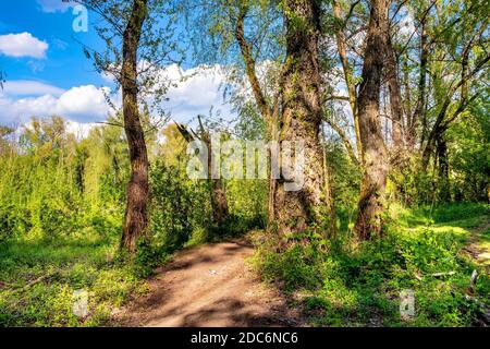 Panoramablick Feuchtgebiete Waldwiesen des Lawice Kielpinskie Naturschutzgebiet an der Weichsel in der Nähe von Lomianki Stadt nördlich von Warschau im Zentrum Mazovi Stockfoto