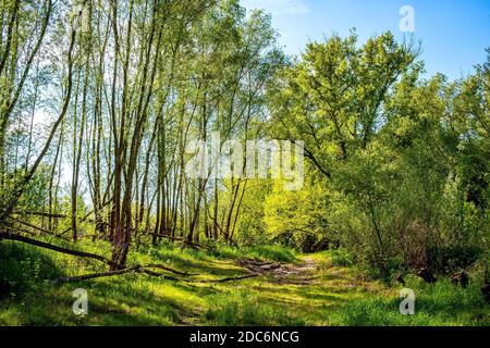 Panoramablick Feuchtgebiete Waldwiesen des Lawice Kielpinskie Naturschutzgebiet an der Weichsel in der Nähe von Lomianki Stadt nördlich von Warschau im Zentrum Mazovi Stockfoto