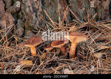 Pilzwachstum im Wald, Suffolk, Großbritannien Stockfoto