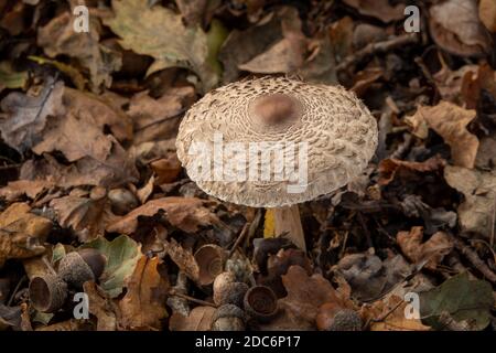 Sonnenschirm Pilz in Suffolk, Großbritannien Stockfoto