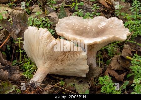 Pilzwachstum im Wald, Suffolk, Großbritannien Stockfoto