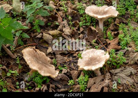 Pilzwachstum im Wald, Suffolk, Großbritannien Stockfoto