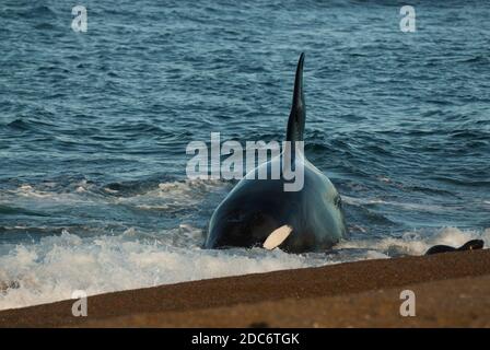 Killerwale jagen Seelöwen, Punta Norte Naturschutzgebiet, UNESCO-Weltkulturerbe, Halbinsel Valdes, Patagonien, Argentinien. Stockfoto