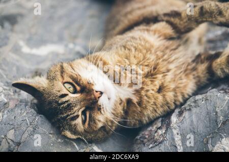 Obdachlose niedliche Erwachsene Katze liegt auf den Steinen am Meer und schläft, ruht. Türkei, Istanbul. Das Problem der obdachlosen Tiere in Städten Stockfoto