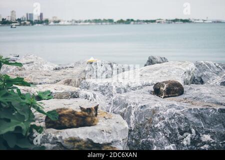 Obdachlose niedliche Erwachsene Katze liegt auf den Steinen am Meer und schläft, ruht. Türkei, Istanbul. Das Problem der obdachlosen Tiere in Städten Stockfoto