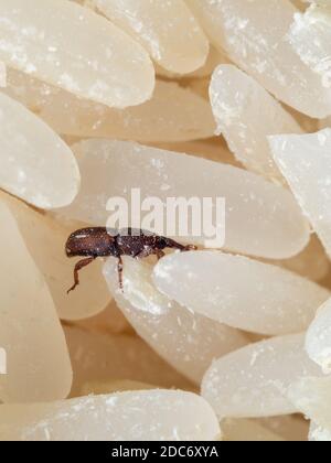 Makrofotografie von Reisweevil oder Sitophilus oryzae auf Raw Reis Stockfoto