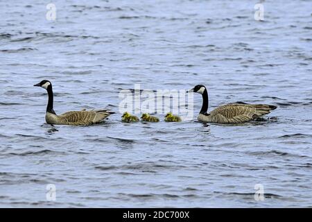 Kanadagänse Familie aus, um Standort in Parksville Bay Vancouver Island BC Kanada zu ändern. Stockfoto