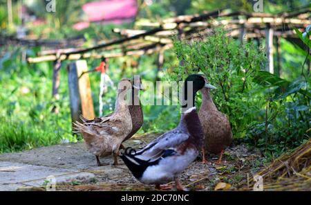 Eine kleine Gruppe Ente spielt herum Stockfoto