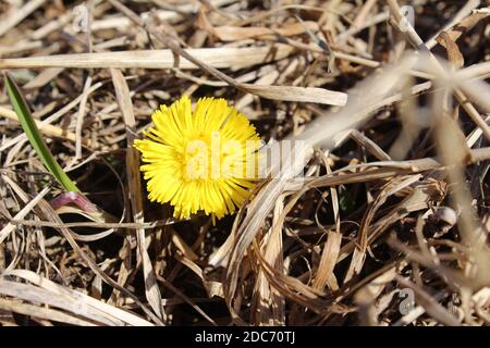 Leuchtend gelbe Sonnenblume coltsfoot auf einem Hintergrund von trockenem Gras an einem sonnigen Frühlingstag. Wilde Blumen aus nächster Nähe. Frühling Naturlandschaft. Stockfoto