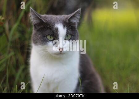 Eine schöne grau rauchige Katze mit leuchtend grünen Augen an einem Sommertag sitzt im grünen Gras im Garten auf einem sonnigen Hintergrund und blickt in die Ferne. Stockfoto