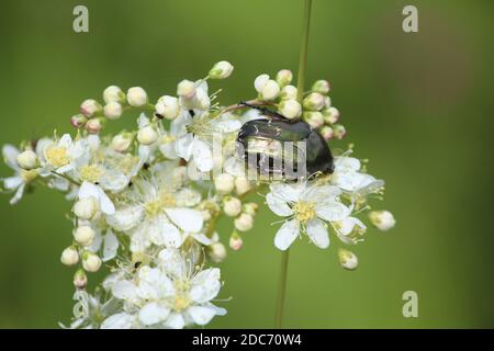 Der goldgrüne Käfer Protaetia cuprea sitzt auf gelb-weißen Blütenblättern von Dropwort und isst an einem sonnigen Sommertag auf einem verschwommenen grünen Hintergrund. Stockfoto