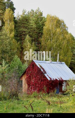 Ein kleines Holzhaus in den Dickichten von roten Laub der wilden Trauben vor dem Hintergrund eines Waldes, vergilbende Birken und grüne Kiefern im Herbst. Stockfoto