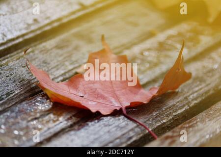 Ein rot-braunes Ahornblatt liegt an einem Herbsttag auf einer Holzbank im goldenen Licht des fallenden Laubs. Vintage Herbst Hintergrund mit roten Ahornblatt Stockfoto