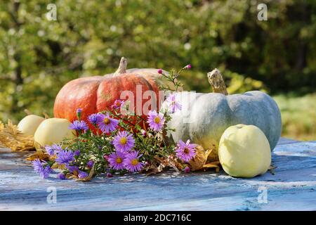 Herbststillleben von orangen und grau-blauen Kürbissen, trockenen Farnblättern, reifen gelben Äpfeln und lila blauen Blüten im Sonnenlicht auf einem Holztisch im Freien Stockfoto