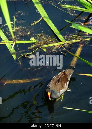 Moorhen (Gallinula chloropus) genannt Sumpfhuhn oder schwarze Gallinule. Mittelgroßer Wasservogel, Mitglied der Eisenbahnfamilie (Rallidae), verwandt mit Blässhühner. Stockfoto