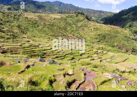 Reis-Terrassen in Sagada, Philippinen Stockfoto