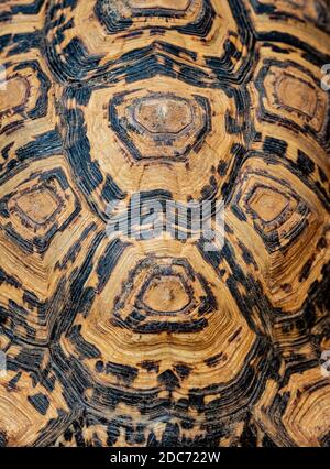 Makrofotografie der Schale einer afrikanischen Leopardenschildkröte Stockfoto