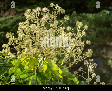 Fatsia Japonica in Blüte - ein immergrüner Strauch in der Familie der Araliaceae, auch bekannt als der Papierfabrik, Fig Endivie palm Stockfoto