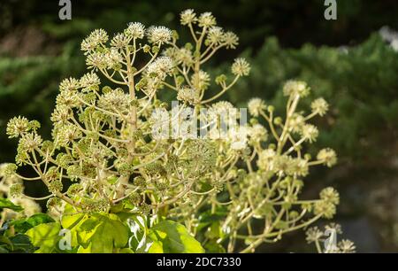 Fatsia Japonica in Blüte - ein immergrüner Strauch in der Familie der Araliaceae, auch bekannt als der Papierfabrik, Fig Endivie palm Stockfoto