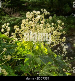 Fatsia Japonica in Blüte - ein immergrüner Strauch in der Familie der Araliaceae, auch bekannt als der Papierfabrik, Fig Endivie palm Stockfoto