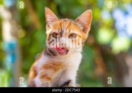 Ein kleines rotgeflecktes Kätzchen leckt nach dem Essen seine Lippen und ragt aus seiner Zunge. Richtige Tierernährung. Stockfoto