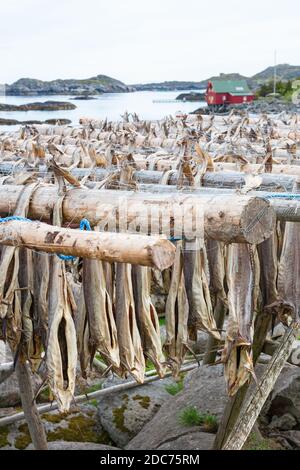 Stockfisch hängt an einem Regal auf den Lofoten-Inseln in Norwegen Stockfoto