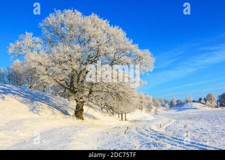 Schöne Winterlandschaft mit einer Eiche Stockfoto