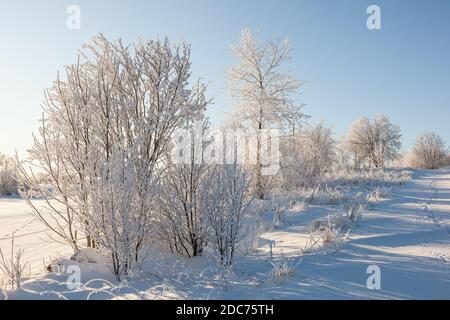 Raureif bedeckte Bäume in winterlicher Landschaft Stockfoto