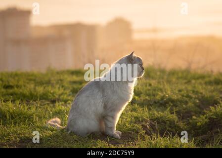 Schöne Katze sitzt draußen auf dem Gras bei Sonnenuntergang. Katze im Freien Stockfoto