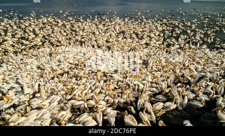 Drohnenfotografie eines großen Schwarms großer weißer Pelikane (Pelecanus onocrotalus), auch bekannt als östlicher weißer Pelikan, rosiger Pelikan oder weißer peli Stockfoto