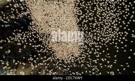 Drohnenfotografie eines großen Schwarms großer weißer Pelikane (Pelecanus onocrotalus), auch bekannt als östlicher weißer Pelikan, rosiger Pelikan oder weißer peli Stockfoto