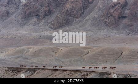 Pferdeherde im Wakhan-Korridor und Tal in Tadschikistan bei Murghab. Stockfoto