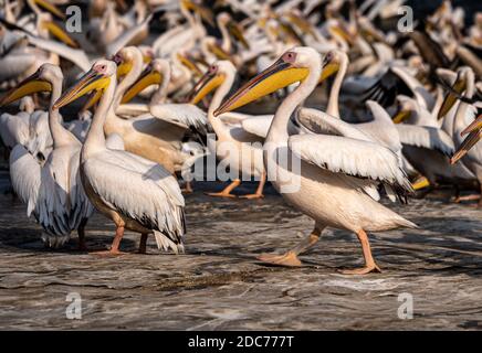 Große Schar von großen weißen Pelikan (Pelecanus onocrotalus) auch bekannt als die östlichen weißen Pelikan, rosigen Pelikan oder weißen Pelikan ist ein Vogel in der pe Stockfoto