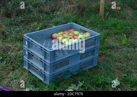 Einige reife Äpfel liegen in einer Box bereit für weitere Wird verarbeitet Stockfoto