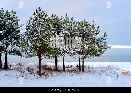 Winter in Lettland. Ein paar Fichten, ein Strand im Schnee und die gefrorene Ostsee im Hintergrund. Idyllische und entspannende Aussicht Stockfoto