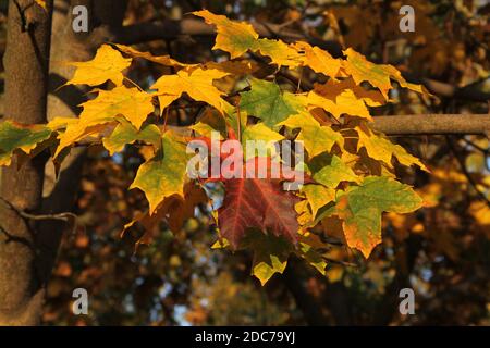 Bunte Ahornblätter hängen auf dem Ahornbaum Zweig Auf dem Hintergrund von bunten Blättern Stockfoto