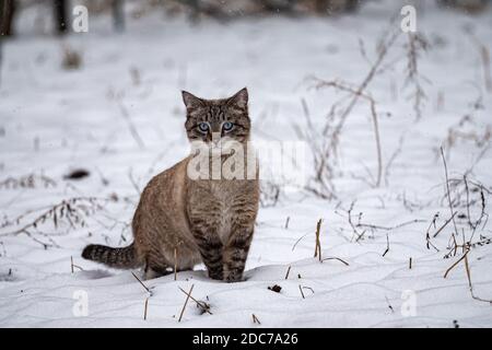 Süßes blauäugiges Kätzchen im Winter vom Schneefall überrascht. Schöne Kätzchen im Winter im Freien. Neva maskiert sibirische Katze Stockfoto