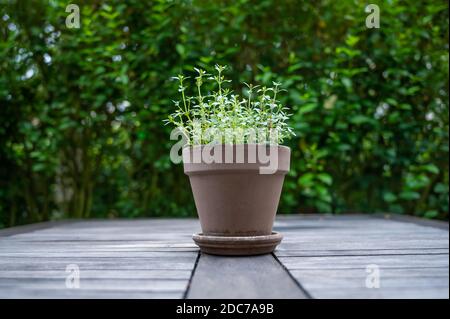 Thymian in einem braunen Tontopf vor grünem Hintergrund Auf einem rustikalen Holztisch Stockfoto