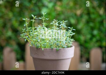 Thymian in einem braunen Tontopf vor grünem Hintergrund Auf einem rustikalen Holztisch Stockfoto