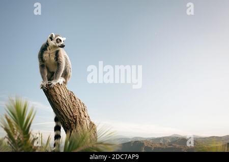 Ringschwanz-Lemur auf einem Baum sitzend Stockfoto