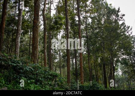 Landschaftlich schöne Aussicht auf die Bäume, die Kaffee-Plantagen in Yercaud Hill Station, Tamil Nadu, Indien Schatten spenden Stockfoto