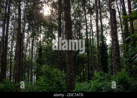 Landschaftlich schöne Aussicht auf die Bäume, die Kaffee-Plantagen in Yercaud Hill Station, Tamil Nadu, Indien Schatten spenden Stockfoto