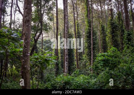 Landschaftlich schöne Aussicht auf die Bäume, die Kaffee-Plantagen in Yercaud Hill Station, Tamil Nadu, Indien Schatten spenden Stockfoto