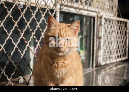 Rote Ingwer tabby Straßenkatze Nahaufnahme an sonnigen Tag Stockfoto