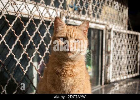 Rote Ingwer tabby Straßenkatze Nahaufnahme an sonnigen Tag Stockfoto
