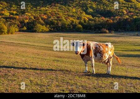 Eine rot-weiße Kuh grast auf einer Wiese vor dem Hintergrund eines Waldes. Herbst bunte Landschaft. Helle Feuerfarbe der Kuh. Porträt einer pe Stockfoto