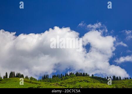 Grüne Hügel mit Nadelbäumen und blauer Himmel mit großen weißen Wolken. Sommer Berglandschaft. Stockfoto